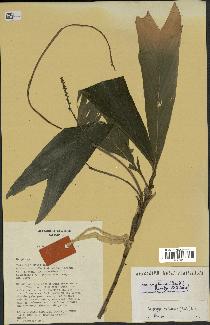 spécimen de Dypsis catatiana