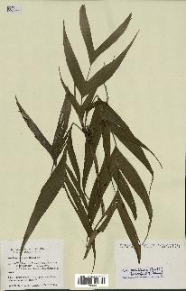 spécimen de Dypsis catatiana