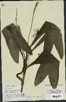 spécimen de Dypsis catatiana