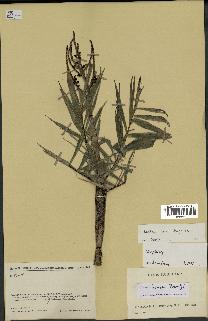 spécimen de Dypsis bonsai
