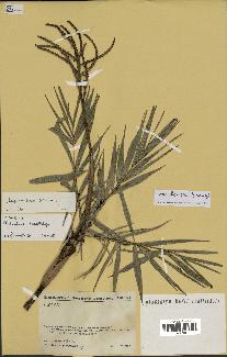 spécimen de Dypsis bonsai