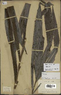 spécimen de Dypsis boiviniana