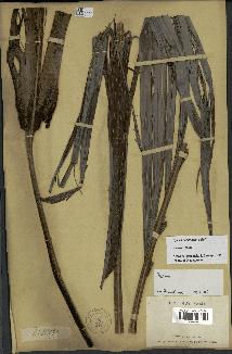 spécimen de Dypsis boiviniana