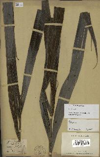 spécimen de Dypsis boiviniana