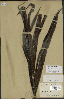 spécimen de Dypsis boiviniana