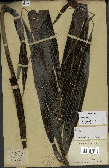spécimen de Dypsis boiviniana