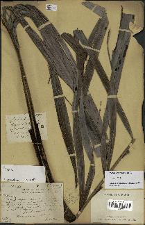 spécimen de Dypsis boiviniana