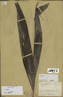 spécimen de Dypsis boiviniana