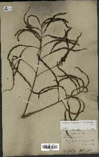 spécimen de Hyophorbe lagenicaulis