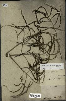 spécimen de Hyophorbe lagenicaulis