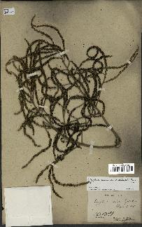 spécimen de Hyophorbe lagenicaulis