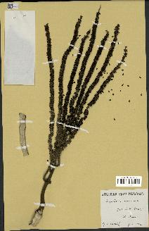 spécimen de Hyophorbe amaricaulis
