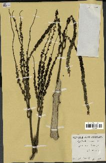 spécimen de Hyophorbe amaricaulis