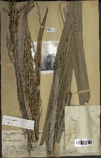 spécimen de Ravenea xerophila
