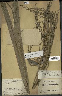 spécimen de Ravenea xerophila