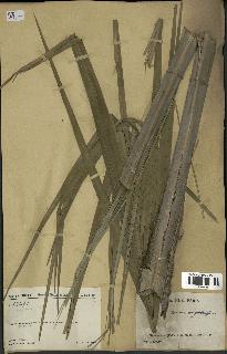 spécimen de Ravenea xerophila