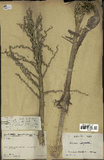 spécimen de Ravenea xerophila