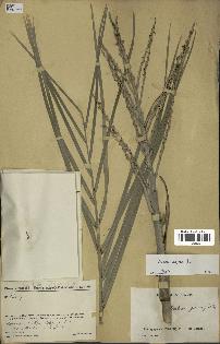spécimen de Ravenea xerophila