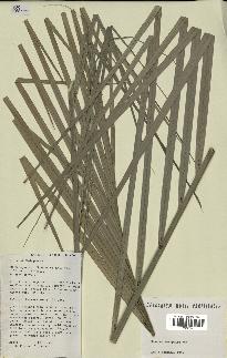 spécimen de Ravenea xerophila