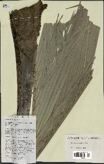 spécimen de Ravenea xerophila