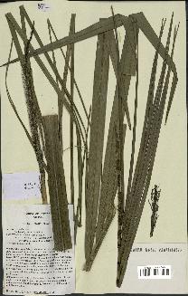 spécimen de Ravenea xerophila