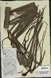 spécimen de Orania trispatha