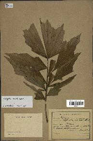 spécimen de Caryota mitis