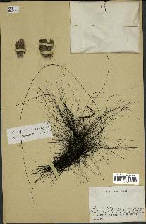 spécimen de Arenga pinnata