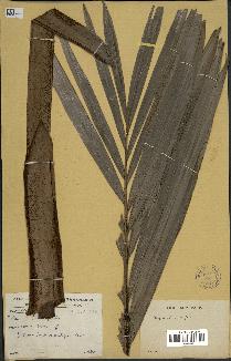 spécimen de Dypsis sp.