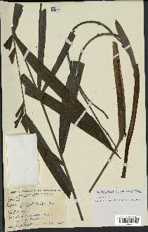 spécimen de Dypsis sp.