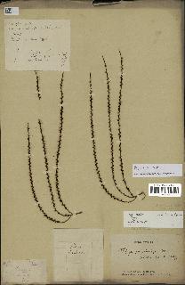 spécimen de Dypsis sp.