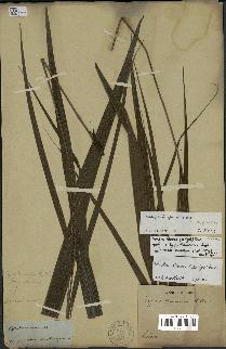 spécimen de Dypsis sp.