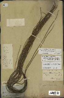 spécimen de Dypsis sp.