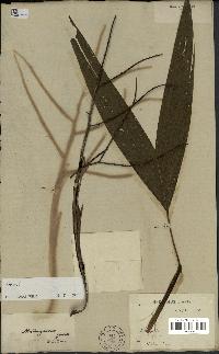 spécimen de Dypsis sp.
