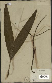 spécimen de Dypsis sp.