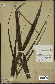 spécimen de Dypsis sp.