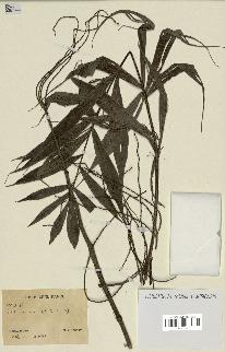 spécimen de Dypsis sp.