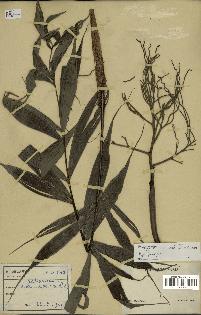 spécimen de Dypsis sp.