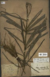 spécimen de Dypsis sp.