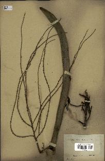 spécimen de Dypsis sp.