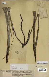 spécimen de Dypsis sp.