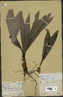 spécimen de Dypsis sp.