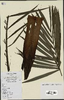spécimen de Dypsis sahanofensis