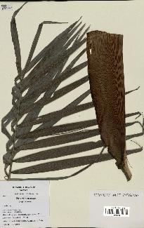 spécimen de Dypsis sp.
