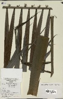 spécimen de Dypsis sp.