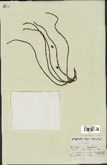 spécimen de Dypsis sp.