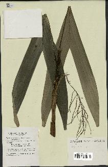 spécimen de Dypsis sp.