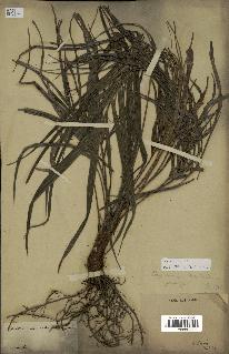spécimen de Dypsis sp.