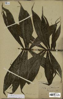 spécimen de Dypsis sp.