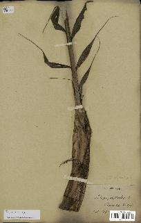 spécimen de Dypsis sp.